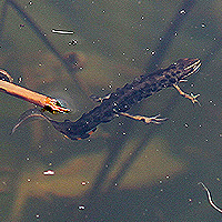 Teichmolch