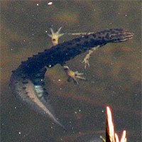 Teichmolch