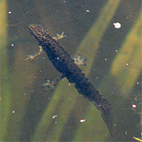 Teichmolch