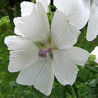 Wei�e Moschusmalve