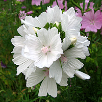 Wei�e Moschusmalve