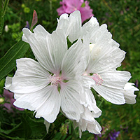 Wei�e Moschusmalve