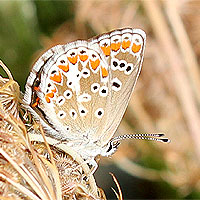 Kleiner Sonnenrschen-Bluling