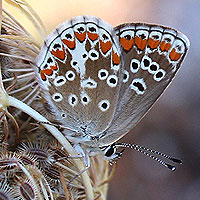 Kleiner Sonnenrschen-Bluling