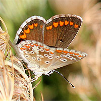 Kleiner Sonnenrschen-Bluling