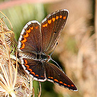 Kleiner Sonnenrschen-Bluling