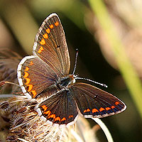 Kleiner Sonnenrschen-Bluling