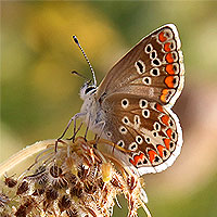 Kleiner Sonnenrschen-Bluling