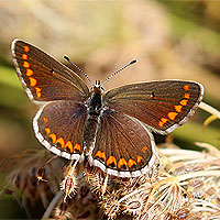 Kleiner Sonnenrschen-Bluling