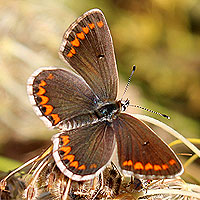 Kleiner Sonnenrschen-Bluling