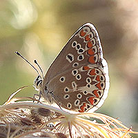 Kleiner Sonnenrschen-Bluling