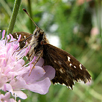 Malvendickkopffalter