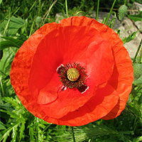 Klatschmohn