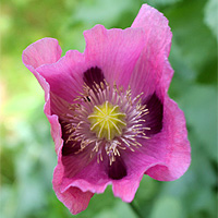 Schlafmohn