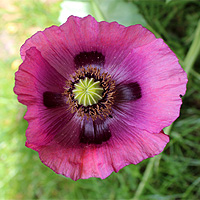 Schlafmohn