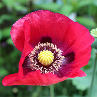 Schlafmohn