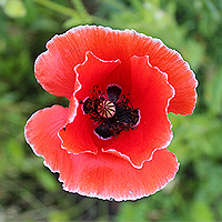 Seidenmohn
