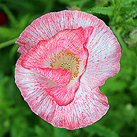 Seidenmohn