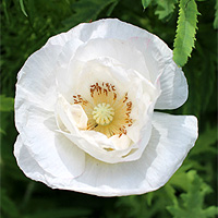 Seidenmohn