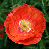 Seidenmohn
