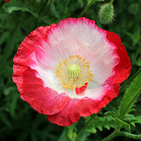 Seidenmohn
