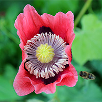Schlafmohn
