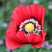 Schlafmohn