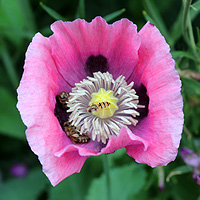Schlafmohn