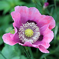 Schlafmohn