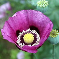 Schlafmohn
