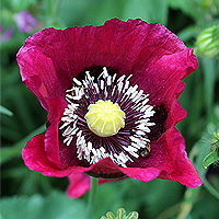 Schlafmohn