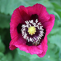 Schlafmohn