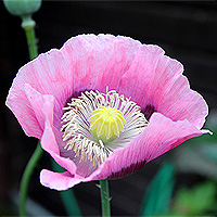 Schlafmohn
