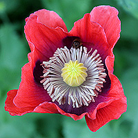 Schlafmohn