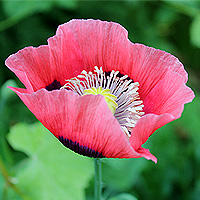 Schlafmohn