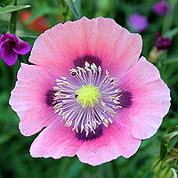 Schlafmohn