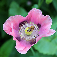 Schlafmohn