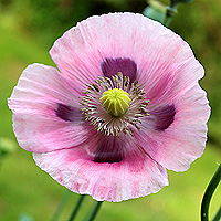 Schlafmohn