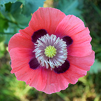 Schlafmohn
