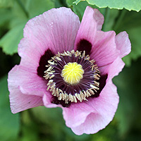Schlafmohn