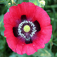 Schlafmohn