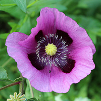 Schlafmohn