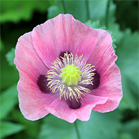 Schlafmohn