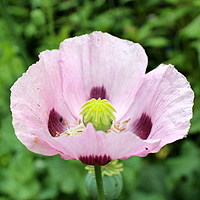 Schlafmohn