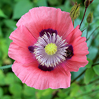 Schlafmohn