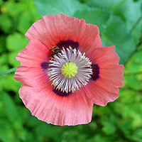 Schlafmohn