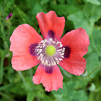 Schlafmohn