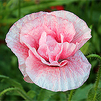 Seidenmohn