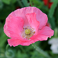 Seidenmohn