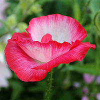 Seidenmohn